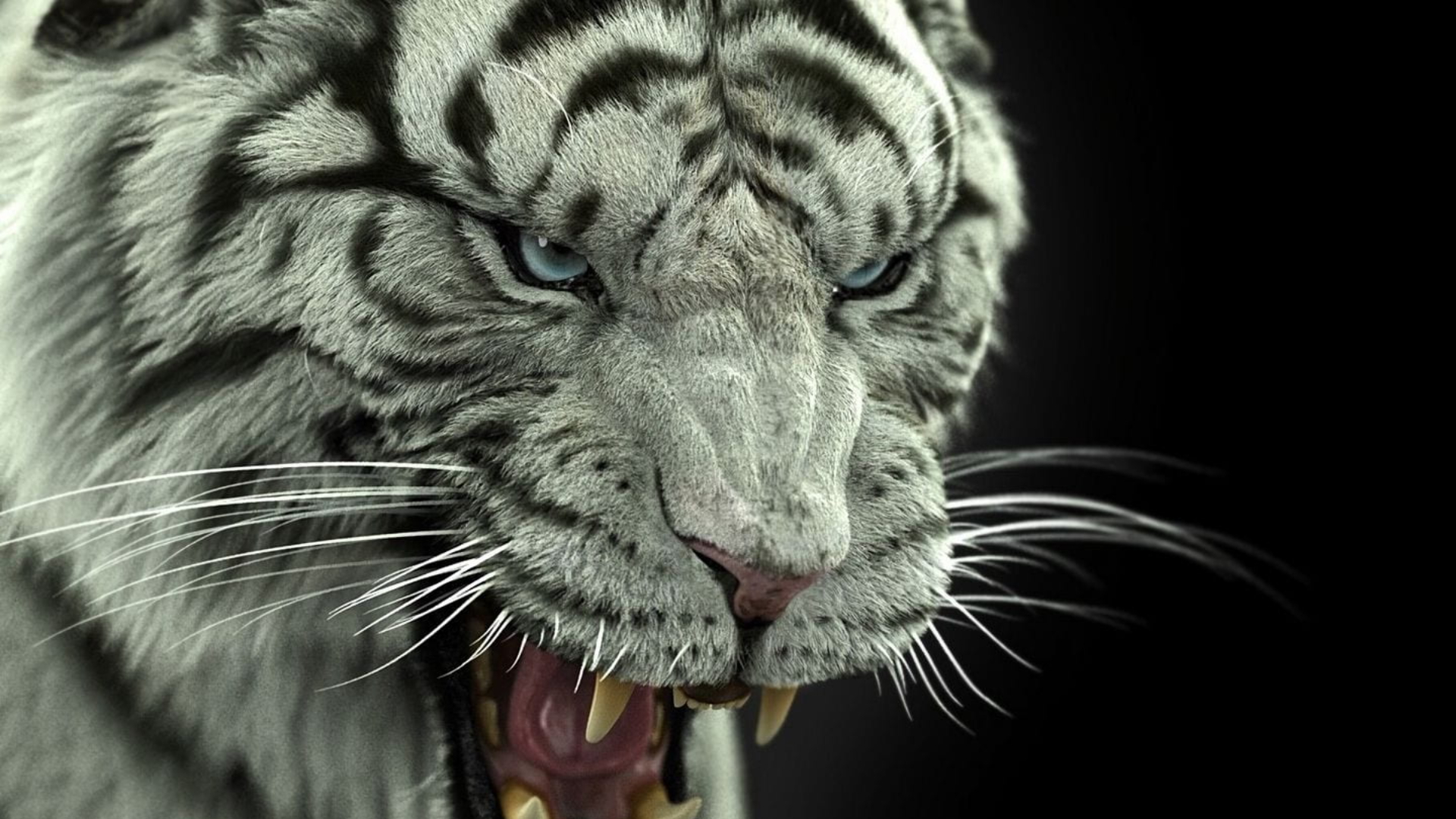 Discovery splash banner for Cincinnati Bengals Discord server