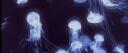 Discovery splash banner for ukiyo 浮世 Discord server