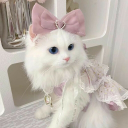 Discovery icon for 🎀 Ask To Dm ^⩊^⟆ Cutecats﹒Social﹒Active﹒Make friends﹒Vcs﹒Chatting﹒Chat﹒Ask2DM﹒Chill﹒non dating Discord server
