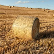 Discovery icon for Apekweits Hideout Discord server